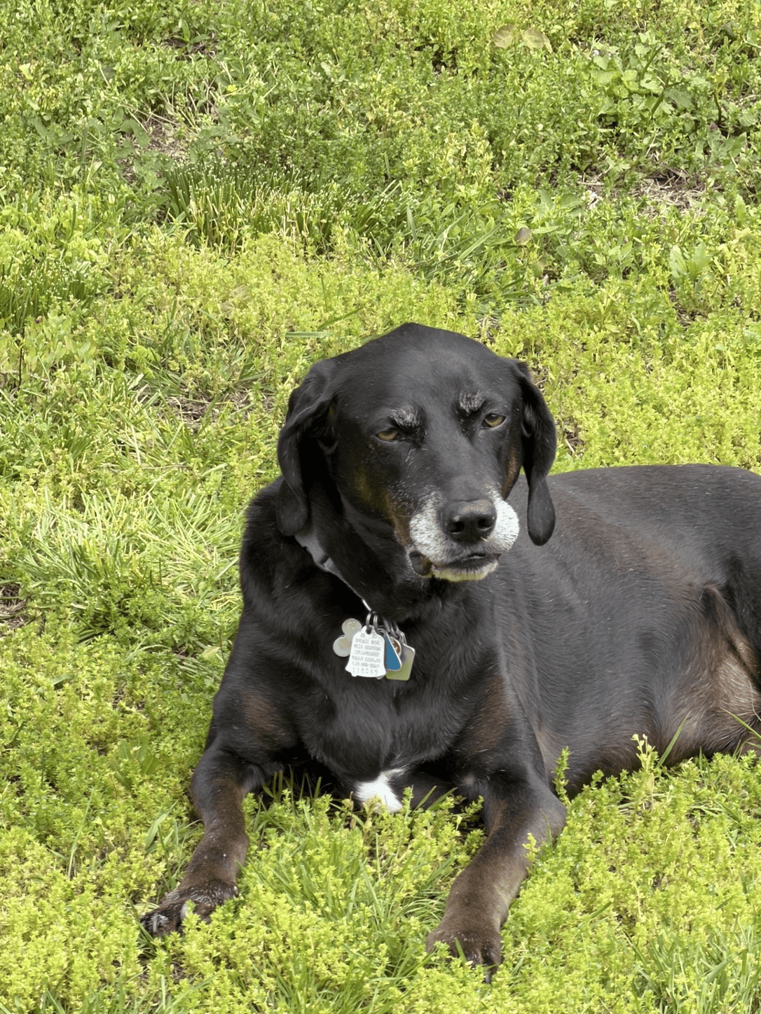 Dog