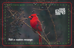 Winter Cardinal