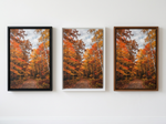 Frame colors: Black, White, Pecan