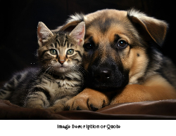 2025 Wall Calendar- 11x17 folds to 8.5 x 11 (Design 2)