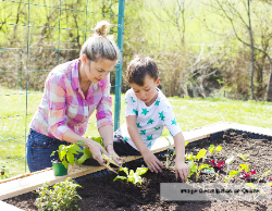 2025 Wall Calendar 11x17 folds to 8.5 x 11 ( Design 4)