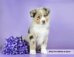 2025 Wall Calendar 11x17 folds to 8.5 x 11 ( Design 4)