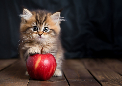 Desk calendar, spiral-bound with self stand (Design 6)