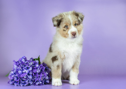 Desk calendar, spiral-bound with self stand (Design 6)