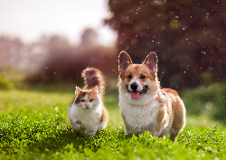 Desk calendar, spiral-bound with self stand (Design 6)