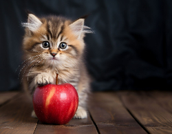 2025 Wall Calendar 11x17 folds to 8.5 x 11 ( Design 6)