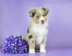 2025 Wall Calendar 11x17 folds to 8.5 x 11 ( Design 6)