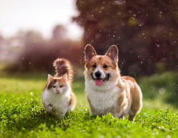 2025 Wall Calendar 11x17 folds to 8.5 x 11 ( Design 6)