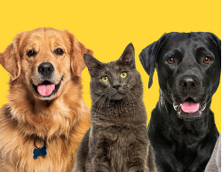 2025 Wall Calendar 11x17 folds to 8.5 x 11 ( Design 6)