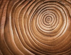 2025 Wall Calendar 11x17 folds to 8.5 x 11 ( Design 11)