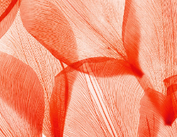 2025 Wall Calendar 11x17 folds to 8.5 x 11 ( Design 11)