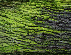 2025 Wall Calendar 11x17 folds to 8.5 x 11 ( Design 11)