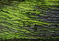 Desk calendar, spiral-bound with self stand (Design 12)