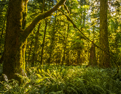 Nature Wall Calendar