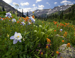 Nature Wall Calendar