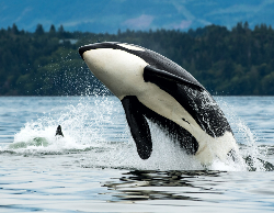 Nature Wall Calendar